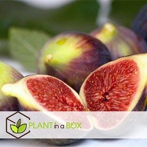 Fruitiers méditerranéens - 4