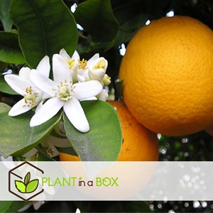 Fruitiers méditerranéens - 4