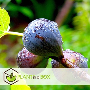 Fruitiers méditerranéens - 4