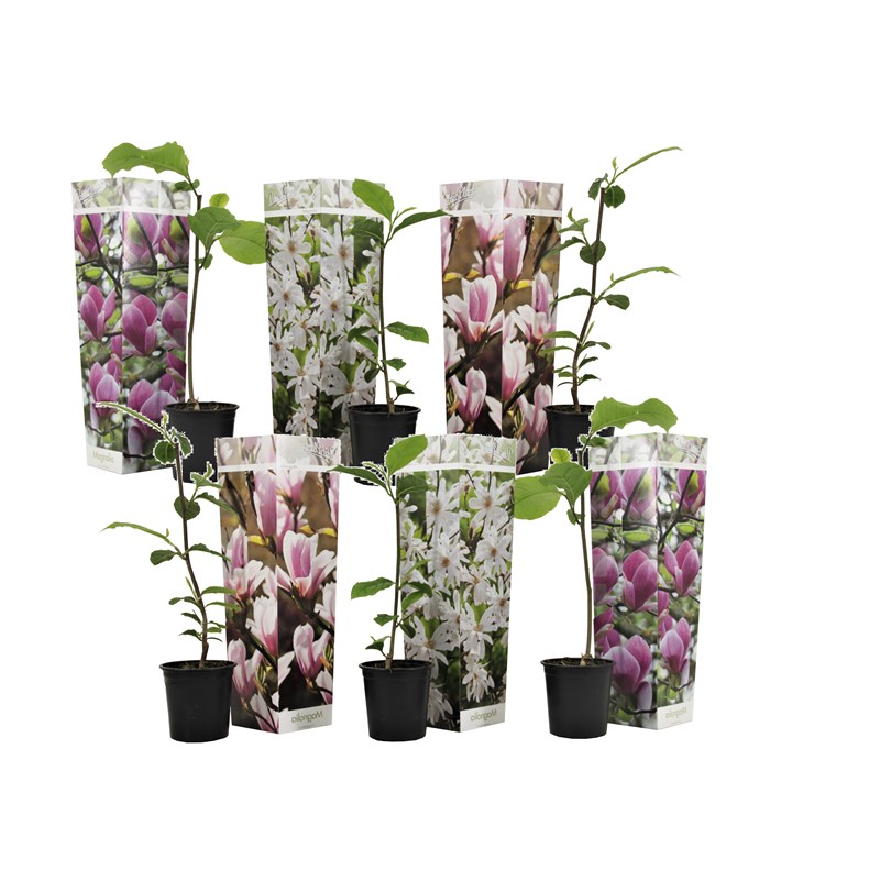 Magnolia - x6