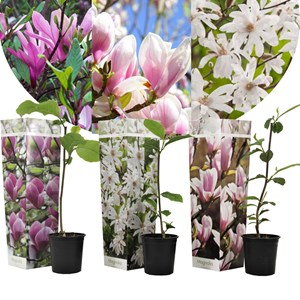 Magnolia - x3