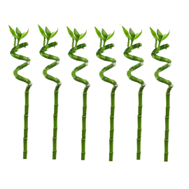 Tiges de lucky bamboo - lot de 6