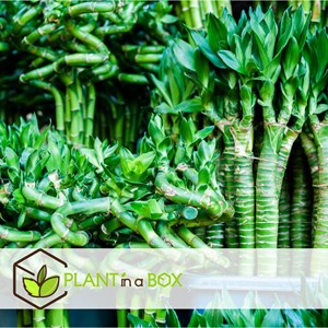 Tiges de lucky bamboo - 6