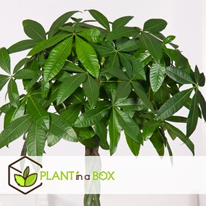 Pachira money tree - 2 + pokon