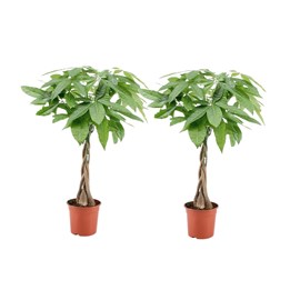 Pachira money tree - 2