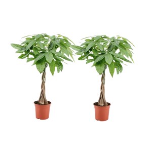 Pachira money tree - 2