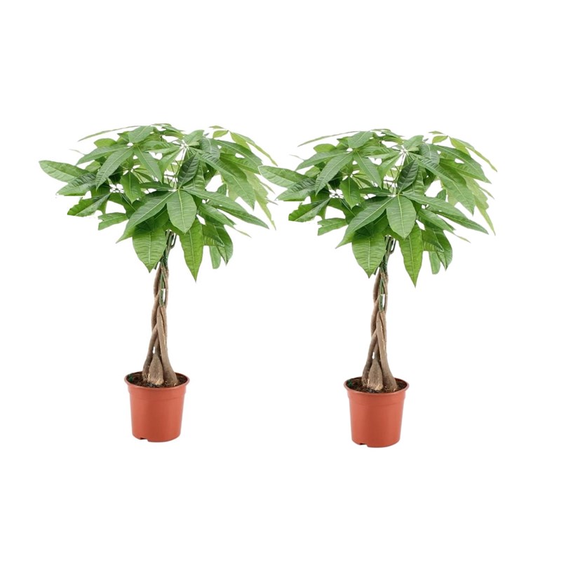 Pachira money tree - 2