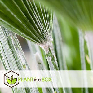 Palmier dextérieur - 6 + pokon