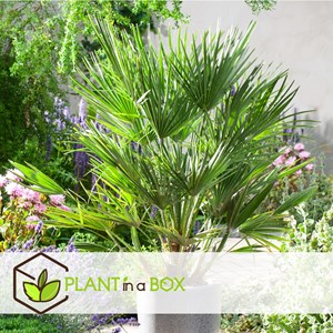 Palmier dextérieur - 6 + pokon