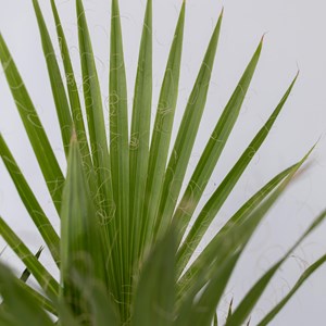 Palmier dextérieur - 6