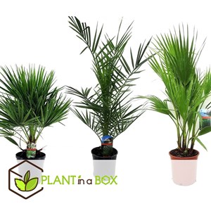 Palmier dextérieur - 3 + pokon