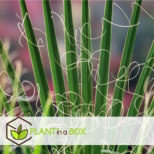 Palmier dextérieur - 3 + pokon