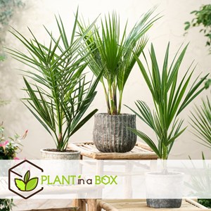 Palmier dextérieur - 3