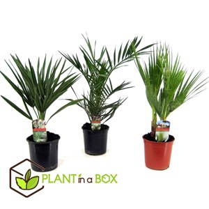 Palmier dextérieur - 3