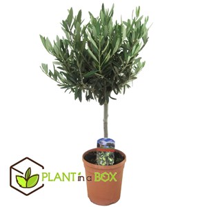 Olivier olea europaea sur tige