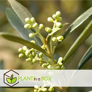 Olivier olea europaea sur tige - 2