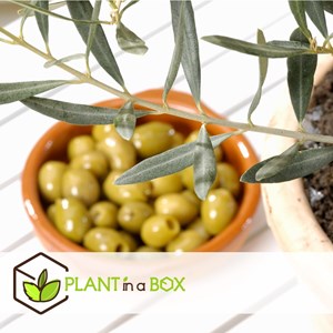 Olivier olea europaea sur tige - 2