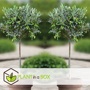 Xl olivier olea europaea - 2 + pokon