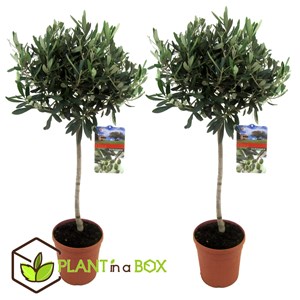 Xl olivier olea europaea sur tige - 2