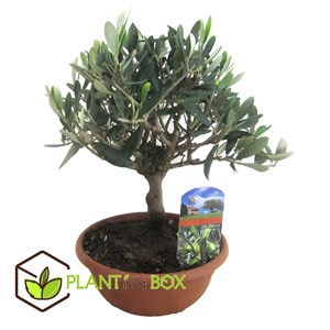 Xl bonsaï olea dans un bol