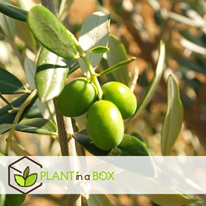 Xl bonsaï olea dans un bol