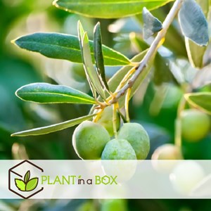 Xl bonsaï olea dans un bol