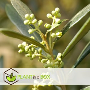 Xl bonsaï olea dans un bol