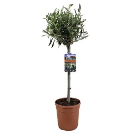 Olivier olea europaea sur tige