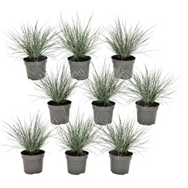 Festuca 'elijah blue' grass - lot de 9