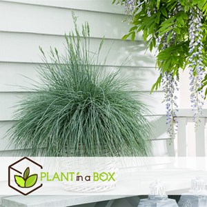 Festuca elijah blue grass - x9