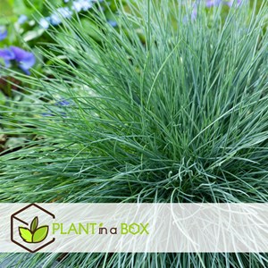 Festuca elijah blue grass - x9