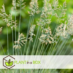 Festuca elijah blue grass - x9