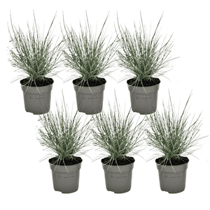 Festuca 'elijah blue' grass - lot de 6