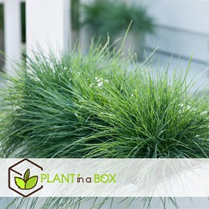 Festuca elijah blue grass - 6