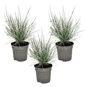 Festuca elijah blue grass - 3