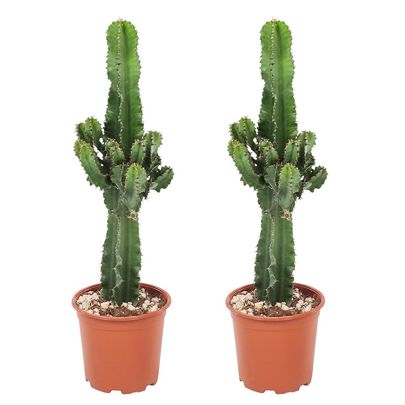 Euphorbia cowboy cactus - 2