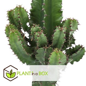 Euphorbia cowboy cactus - 2