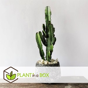 Euphorbia cowboy cactus - 2