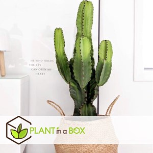 Euphorbia cowboy cactus - 2