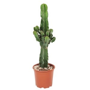 Euphorbia cowboy cactus - 6