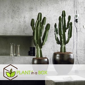 Euphorbia cowboy cactus - 6