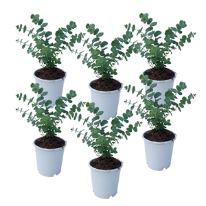 Eucalyptus baby blue s - 6