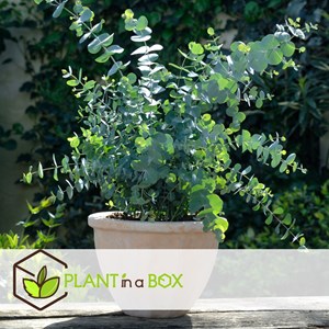 Eucalyptus baby blue s - 6