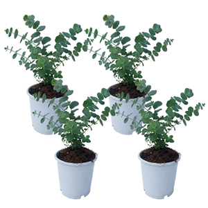 Eucalyptus baby blue s - 4