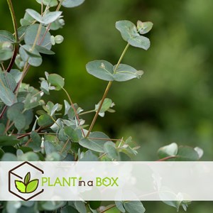 Eucalyptus baby blue s - 4