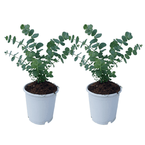 Eucalyptus baby blue 's' - lot de 2