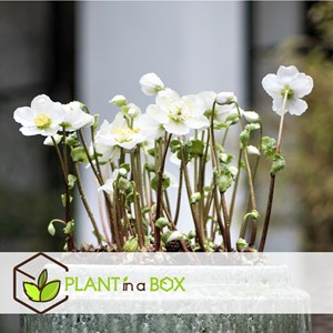 Helleborus christmas rose - 6