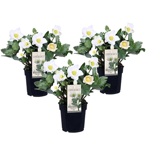 Helleborus 'christmas rose' - lot de 3