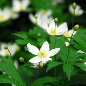 Helleborus christmas rose - 3