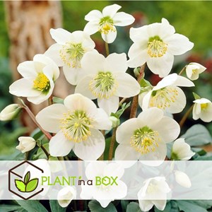 Helleborus christmas rose - 3